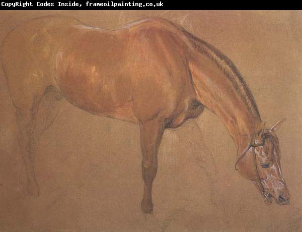 Sir edwin landseer,ra Study of a Horse (mk46)